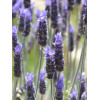 Lavande Papillon 
