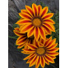 Gazania zany F1 mix 