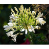 Agapanthe Blanche - Umbellatus White Umbrella 