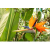 Oiseau de Paradis - Strelitzia reginae 