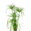 Papyrus du Nil - cyperus papyrus 