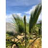 Palmier Mexicain - Washingtonia robusta 
