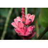 Bananier rose - Musa velutina 