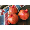 Grenadier nain - Punica granatum Nanum 