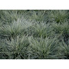 Festuc bleue 