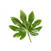 Fatsia japonica - Aralia Japon 