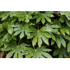 Fatsia japonica - Aralia Japon 