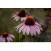 Echinacea purpurea - Rudbeckia Pourpre 