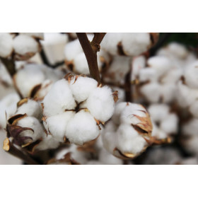 Coton - Gossypium herbaceum  2