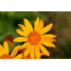 Arnica montana 