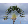 Arbre du voyageur - Ravenala madagascarensis 