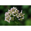 Valeriane Officinale 