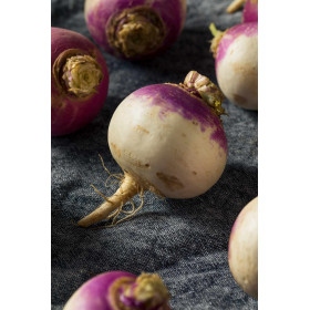 Navet Rond de Nancy  2