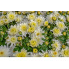 Chrysanthème des Jardins mix 