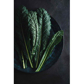 Chou Palmier Noir de Toscanee 
