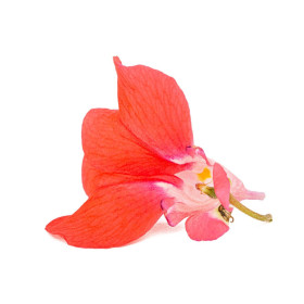 Balsamine double à fleur de Camélia Mix  2