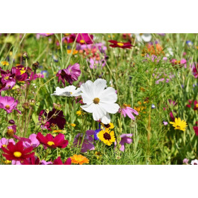 Fleurs parfumées mix  2