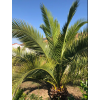 Graines Phoenix canariensis