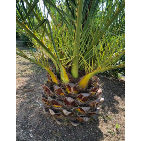 Graines Phoenix canariensis 2