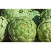 Artichaut Vert globe