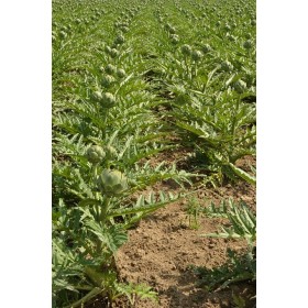 Artichaut Vert globe 2