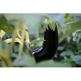 Aubergine Longue pourpre