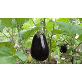 Aubergine Bonica 2