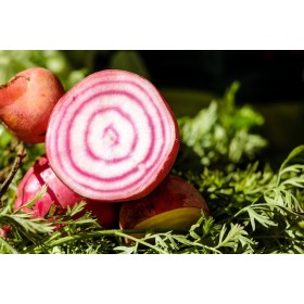 Betterave Potagère Chioggia