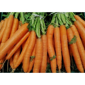 Carotte Amélioré 1/2 longue nantaise
