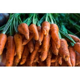 Carotte 1/2 longue Chantenay 2