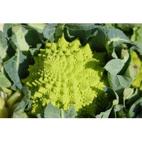 Chou brocolis Romanesco