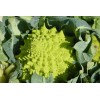Chou brocolis Romanesco