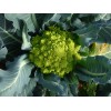 Graines de Chou brocolis Romanesco