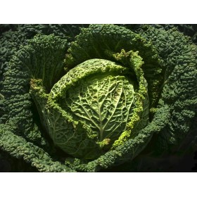 Chou de Milan  D'Aubervilliers 2