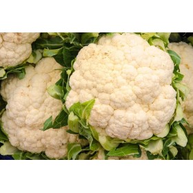 Chou fleur Merveille de toute saison 2