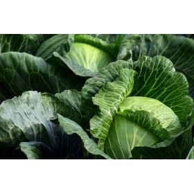 Choux cabus De Brunswick