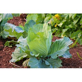 Choux cabus De Brunswick 2