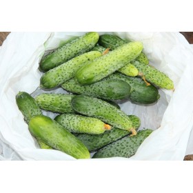 Concombre  Vert long anglais épineux 2