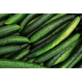 Concombre  Vert long maraicher 2