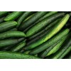 Graines de Concombre Vert long maraicher