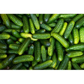 Cornichon  Vert petit de Paris