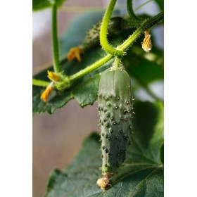 Cornichon  Vert petit de Paris 2