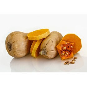 Courge butternut Waltham