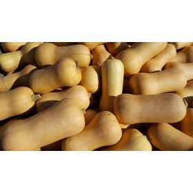 Courge butternut Waltham 2