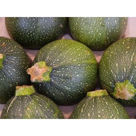 Courgette Ronde de Nice