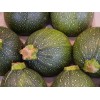 Courgette Ronde de Nice