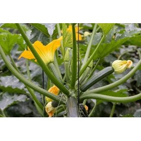 Courgette Verte non coureuse des maraîchers 2