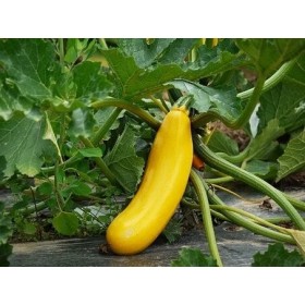 Courgette  Gold rush 2
