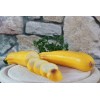 Graines de Courgette Gold rush