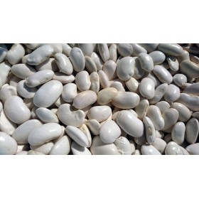 Haricot nain A écosser coco blanc précoce